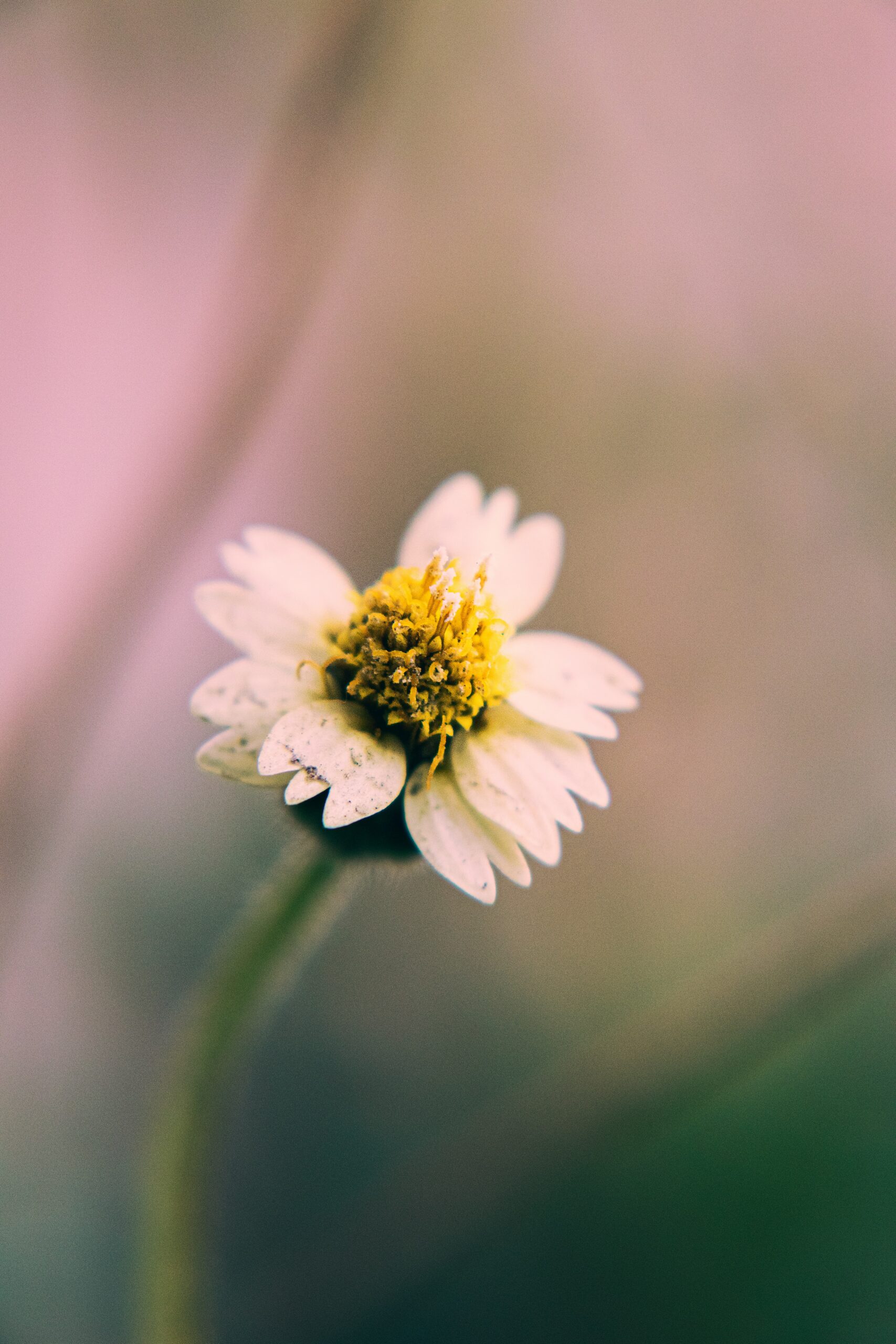 A close-up of a small white and yellow flower with delicate petals