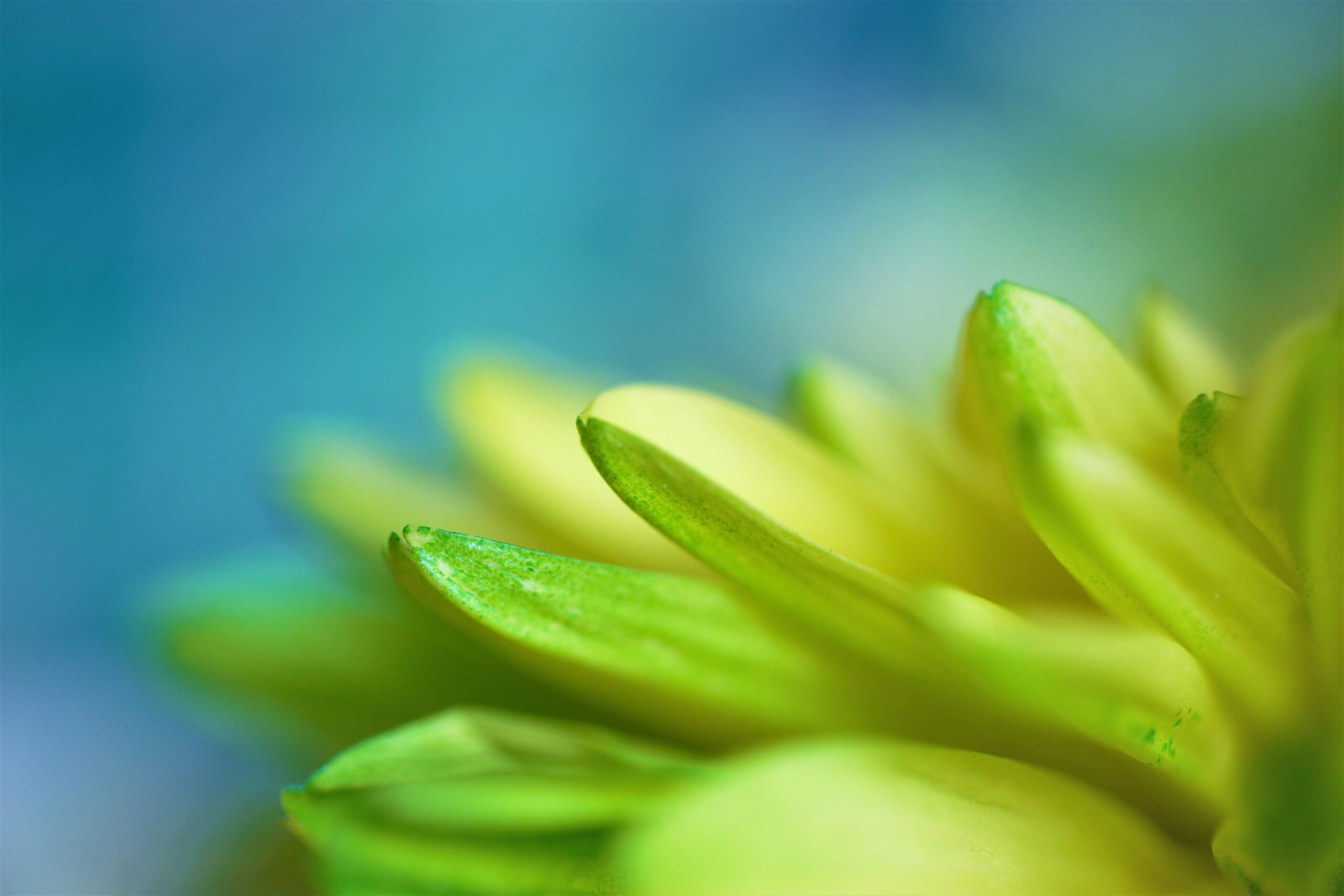 flower image