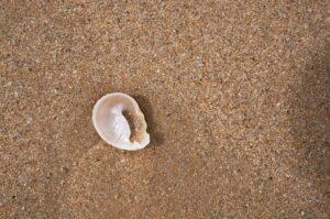 Oyster on sand