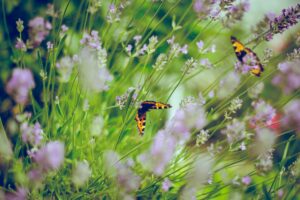 Two Monarch butterflies in a field of flowers