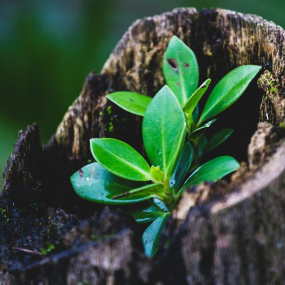 An Integral Approach to Trauma