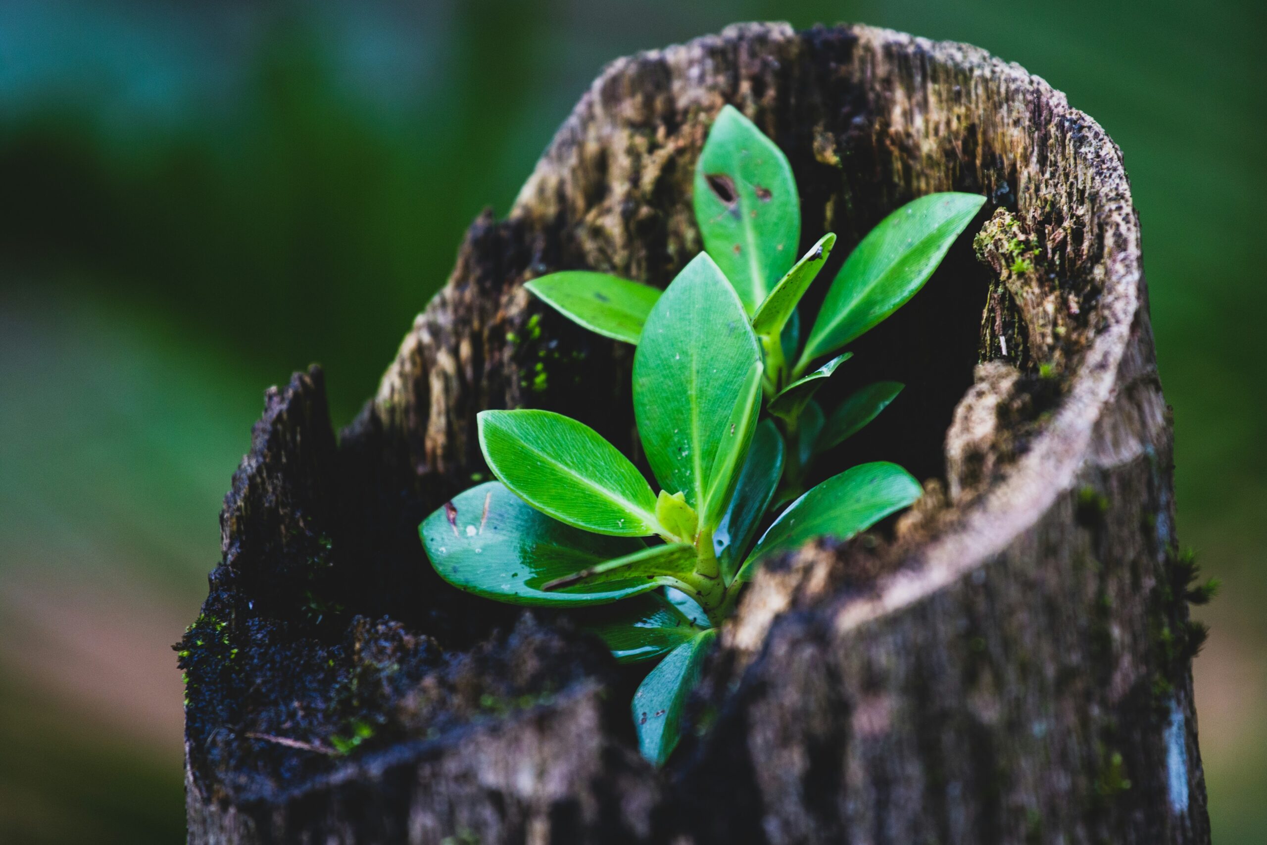 An Integral Approach to Trauma
